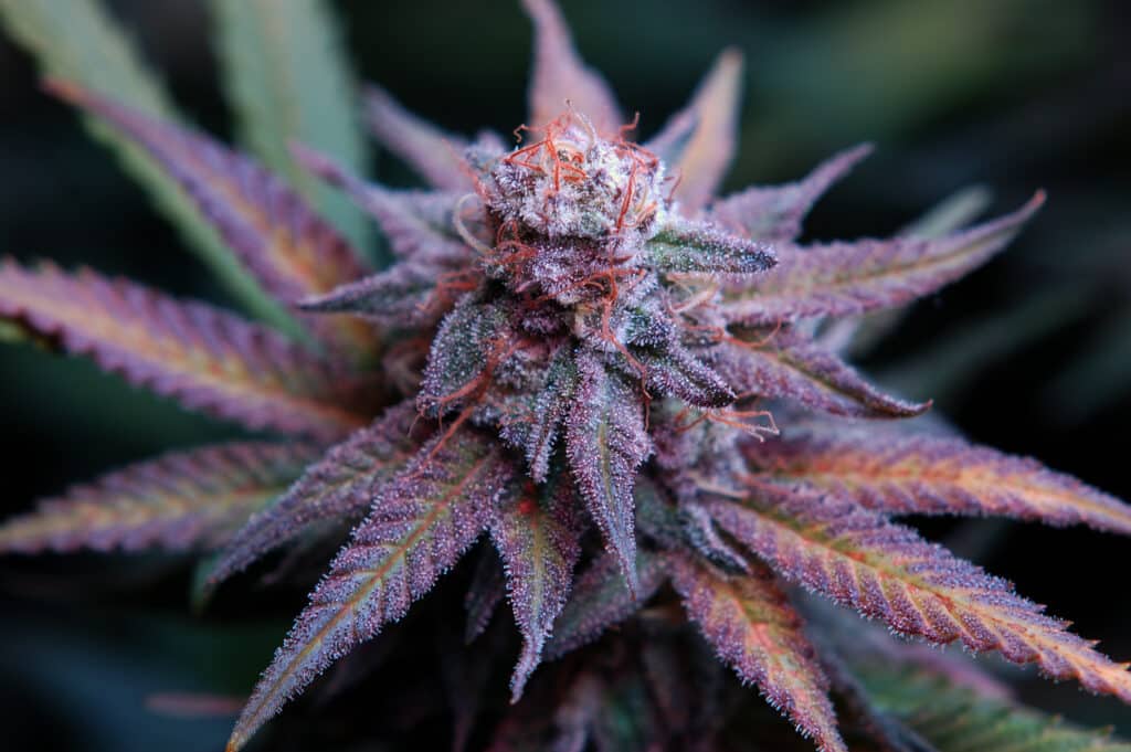 Ganja Artrix