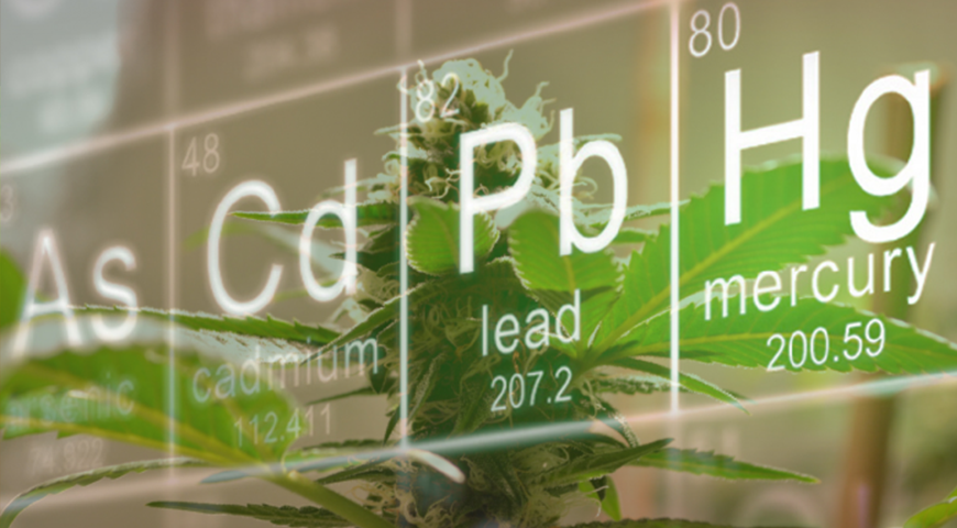 heavy metals in weed cannabis 