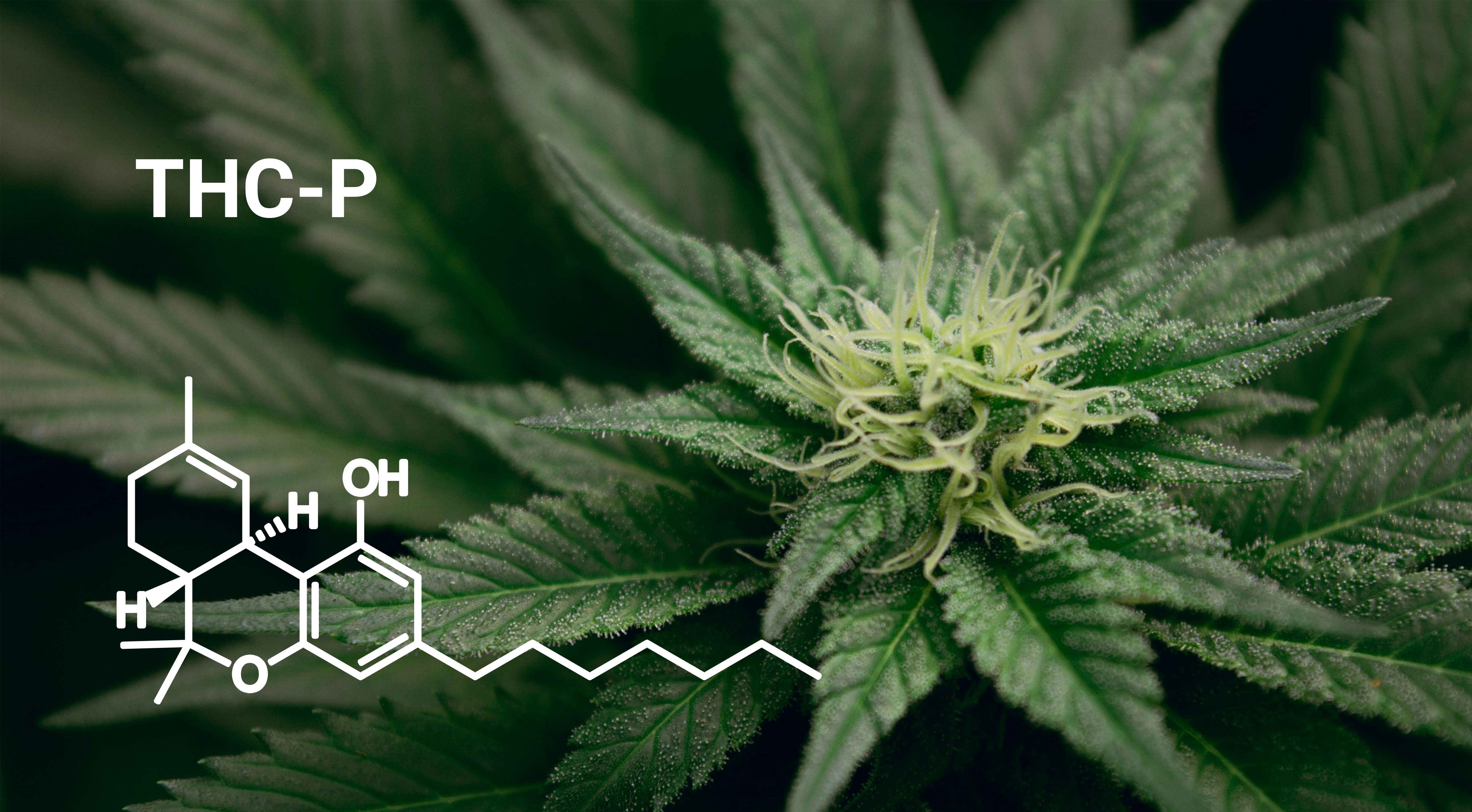 what is THC P