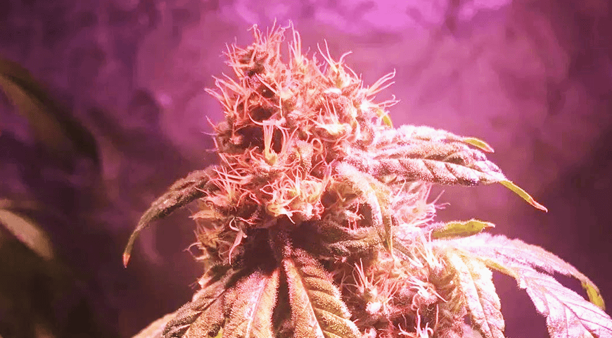 Why THCA Flower Smells So Familiar