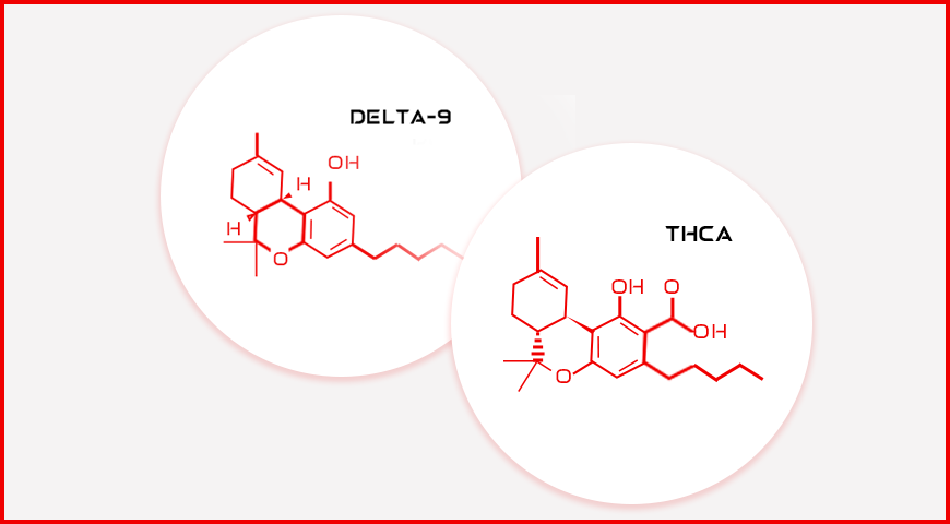 THCA vs Delta-9