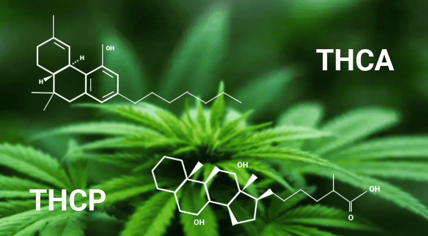 THCA vs THCP